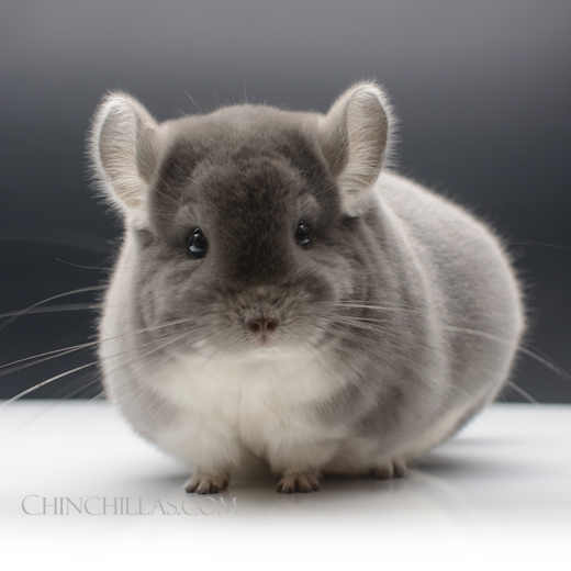 Feature Image for The History of the Violet Chinchilla